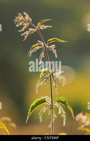 Ortica (Urtica dioica), infiorescenza in controluce, in Germania, in Renania Palatinato Foto Stock