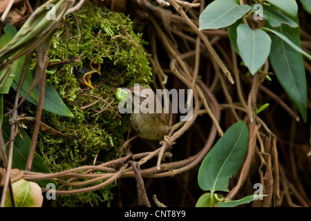 Winter wren (Troglodytes troglodytes), Adulto alimentazione di pulcini che stanno pregando guardando fuori del nido formata di muschio, in Germania, in Renania Palatinato Foto Stock