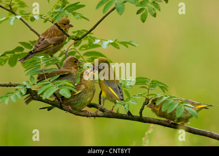 Western verdone (Carduelis chloris), familie seduto su un ramo durante una alimentazione, in Germania, in Renania Palatinato Foto Stock