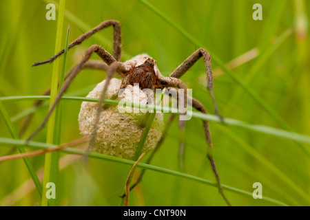 Vivaio spider web, fantastica pesca spider (Pisaura mirabilis), con un bozzolo tra fili di erba, in Germania, in Renania settentrionale-Vestfalia Foto Stock