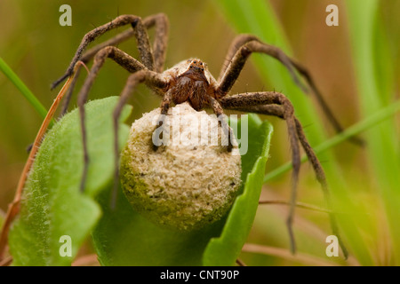 Vivaio spider web, fantastica pesca spider (Pisaura mirabilis), con un bozzolo tra fili di erba, in Germania, in Renania settentrionale-Vestfalia Foto Stock