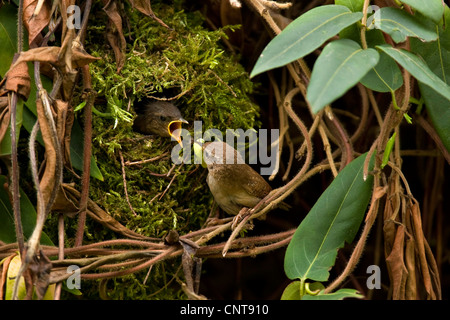 Winter wren (Troglodytes troglodytes), Adulto pulcino di alimentazione che è elemosinare guardando fuori del nido formata di muschio, in Germania, in Renania Palatinato Foto Stock