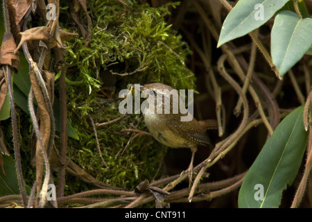 Winter wren (Troglodytes troglodytes), Adulto alimentazione al nido formata di muschio, in Germania, in Renania Palatinato Foto Stock