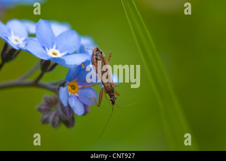 Dimenticare di legno-me-non dimenticare di bosco-me-non (Myosotis sylvatica), bug su fiori di dimenticare-me-no, in Germania, in Renania Palatinato Foto Stock