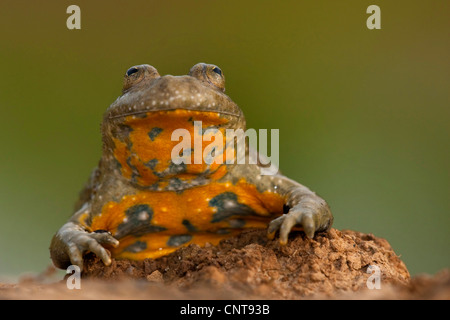 Ululone dal ventre giallo, yellowbelly toad, variegato fire-toad (Bombina variegata), ritratto, in Germania, in Renania Palatinato Foto Stock