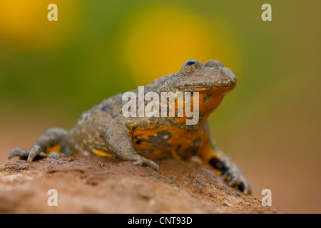Ululone dal ventre giallo, yellowbelly toad, variegato fire-toad (Bombina variegata), seduta sul terreno, in Germania, in Renania Palatinato Foto Stock