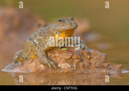 Ululone dal ventre giallo, yellowbelly toad, variegato fire-toad (Bombina variegata), seduti in acqua, in Germania, in Renania Palatinato Foto Stock