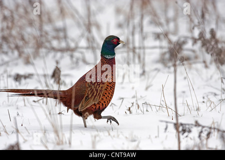 Il fagiano comune, Caucaso, Fagiano Fagiano caucasico (Phasianus colchicus), maschio a piedi attraverso la neve paesaggio, Germania Foto Stock