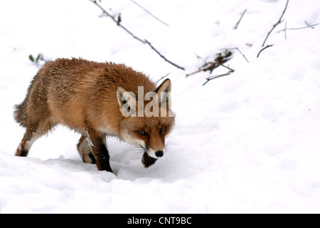 Red Fox (Vulpes vulpes vulpes), camminando attraverso la neve, Germania Foto Stock