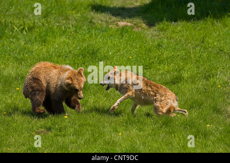 L'orso bruno (Ursus arctos), lupo scherzosamente aggredire giovani orso bruno Foto Stock