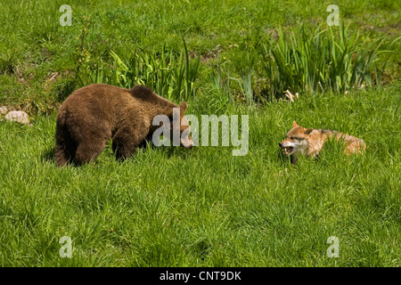 L'orso bruno (Ursus arctos), giovane orso bruno e il lupo vis-a-vis in un prato pronto per l'attacco Foto Stock