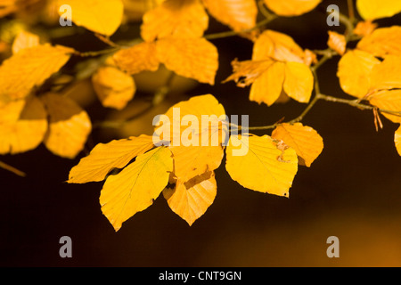 Comune di faggio (Fagus sylvatica), filiale di faggio con foglie di autunno, Germania Foto Stock