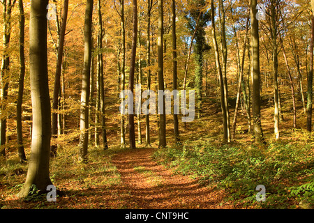 Comune di faggio (Fagus sylvatica), in legno di faggio in autunno con percorso di foresta, Germania Foto Stock