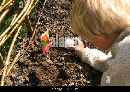 Little Boy semina carote sul suo proprio orto, Germania Foto Stock