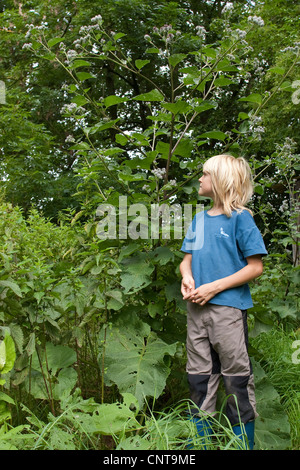 Maggiore (bardana Arctium lappa), il ragazzo che sta nella natura accanto a un bardana confrontando la dimensione, Germania Foto Stock