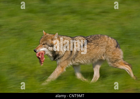 Unione lupo (Canis lupus lupus), che corrono su un prato con la carne in bocca Foto Stock