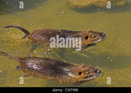 Coypu, nutria (Myocastor coypus), due animali nuotare a fianco a fianco in un fondale basso Foto Stock