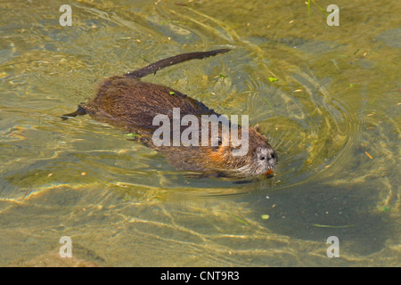 Coypu, nutria (Myocastor coypus), nuoto in acque poco profonde Foto Stock