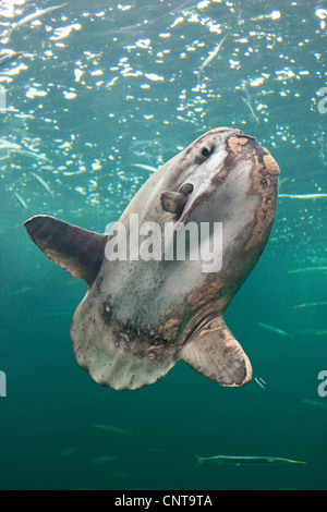 Ocean sunfish (Mola mola), il più pesante noto pesce osseo nel mondo Foto Stock