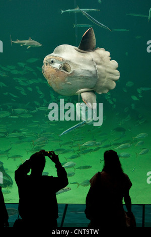 Ocean sunfish (Mola mola), i visitatori di scattare le foto più pesante noto pesce osseo nel mondo Foto Stock