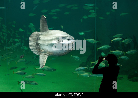 Ocean sunfish (Mola mola), visitatore di scattare le foto più pesante noto pesce osseo nel mondo Foto Stock