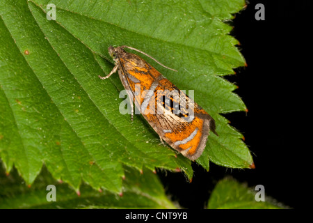 Tortrix tarma Olethreutes arcuella (Olethreutes arcuella, Olethreutes arcuana), seduta su una foglia, Germania Foto Stock