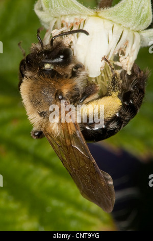 Mining bee (Andrena nitida), femmina nectra aspirante al lampone, Germania Foto Stock