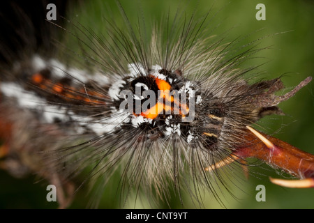 Giallo-coda, Gold-coda (Euproctis similis, Porthesia similis, Sphrageidus similis), ritratto, Germania Foto Stock