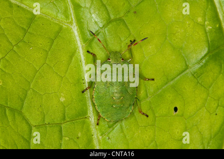 Schermo verde bug (Palomena viridissima), bambino seduto su una foglia, Germania Foto Stock