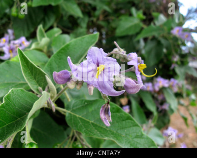 Tenerife Nightshade (Solanum vespertilio vespertilio ss.), fioritura, endemico a Tenerife, Isole Canarie, Tenerife Foto Stock