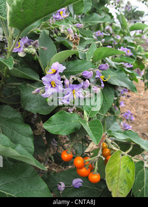 Tenerife Nightshade (Solanum vespertilio vespertilio ss.), la fioritura e la fruttificazione, endemico a Tenerife, Isole Canarie, Tenerife Foto Stock