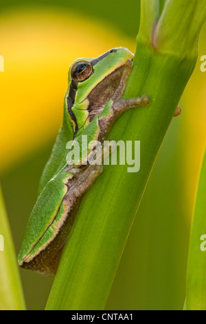 Treefrog europea, treefrog comune, Central European treefrog (Hyla arborea), seduta a una lama per erba, in Germania, in Renania Palatinato Foto Stock