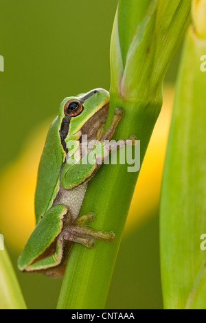 Treefrog europea, treefrog comune, Central European treefrog (Hyla arborea), seduta a una lama per erba, in Germania, in Renania Palatinato Foto Stock