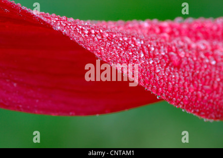 Georgina (Dahlia spec.), il petalo con rugiada di mattina Foto Stock