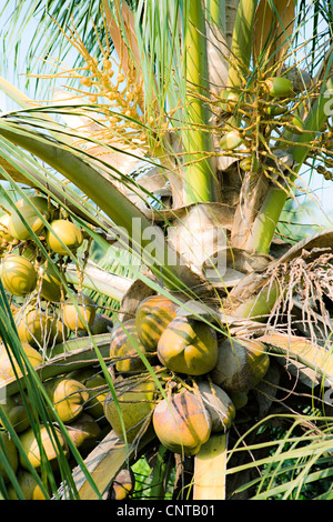 Noci di cocco che crescono su albero Foto Stock