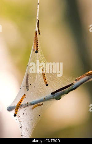 Bird-cherry ermellino (Yponomeuta evonymella), bruchi nella loro web, in Germania, in Renania settentrionale-Vestfalia Foto Stock
