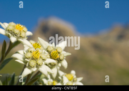 Edelweiss (Leontopodium alpinum), il famoso fiore chiamato edelweiss, alpi, Francia, Alpi Foto Stock