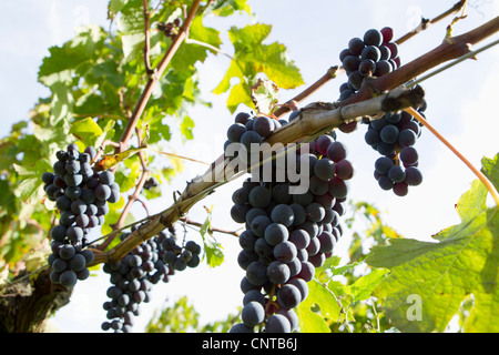 Coltivazione di uva sulla vite Foto Stock