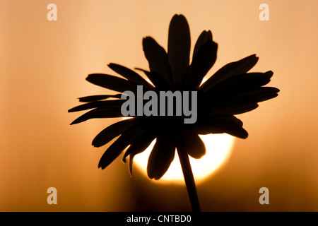 Oxeye daisy (crisantemo, leucanthemum Leucanthemum vulgare), infiorescenza in controluce, in Germania, in Renania Palatinato Foto Stock