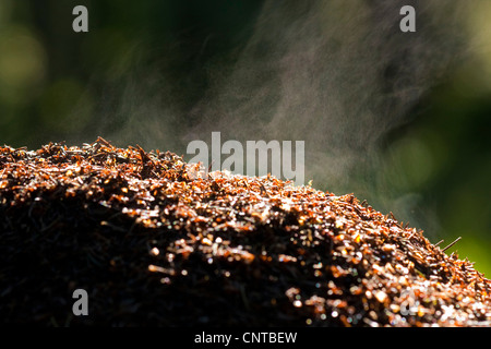 Legno formica (Formica rufa), staming ant hill, in Germania, in Renania Palatinato Foto Stock