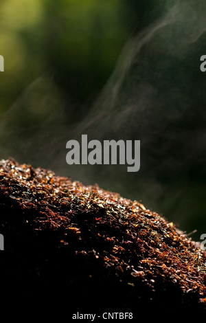 Legno formica (Formica rufa), staming ant hill, in Germania, in Renania Palatinato Foto Stock
