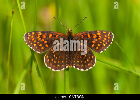 Falso heath fritillary (Melitaea diamina), seduta in erba, in Germania, in Renania settentrionale-Vestfalia Foto Stock