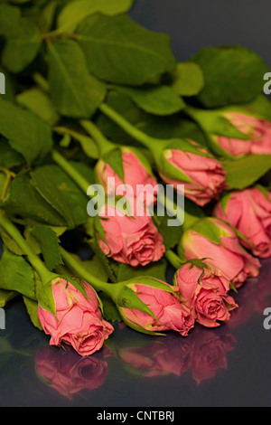 Rosa (Rosa spec.), le rose rosa Foto Stock