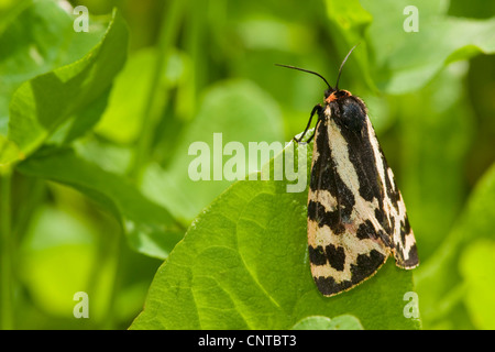 Legno tiger (Parasemia plantaginis), seduta su una foglia, in Germania, in Renania Palatinato Foto Stock