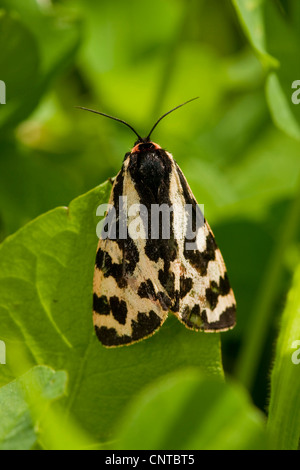 Legno tiger (Parasemia plantaginis), seduta su una foglia, in Germania, in Renania Palatinato Foto Stock