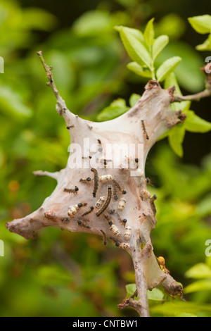 Lacchè, Europeo lackey moth, comune lacchè (Malacosoma neustria), Caterpillar nel suo web, in Germania, in Renania Palatinato Foto Stock