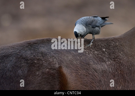 Taccola (Corvus monedula), colecting peli di cavallo come materiale di nidificazione, Paesi Bassi, Texel Foto Stock