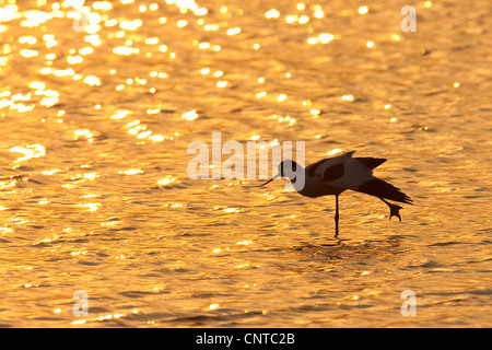 Pied avocet (Recurvirostra avosetta), a piedi attraverso il mare di Wadden, Paesi Bassi, Texel Foto Stock