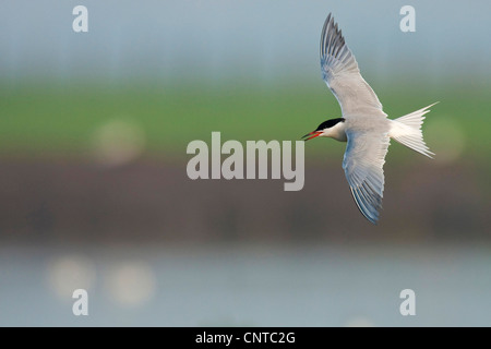 Tern comune (Sterna hirundo), volando sopra il mare di Wadden, Paesi Bassi, Texel Foto Stock