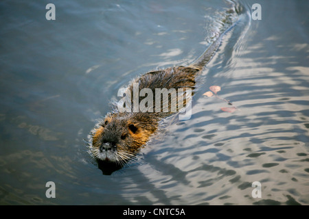 Coypu, nutria (Myocastor coypus), nuoto in corrispondenza della superficie di acqua, Germania, Svizzera Foto Stock